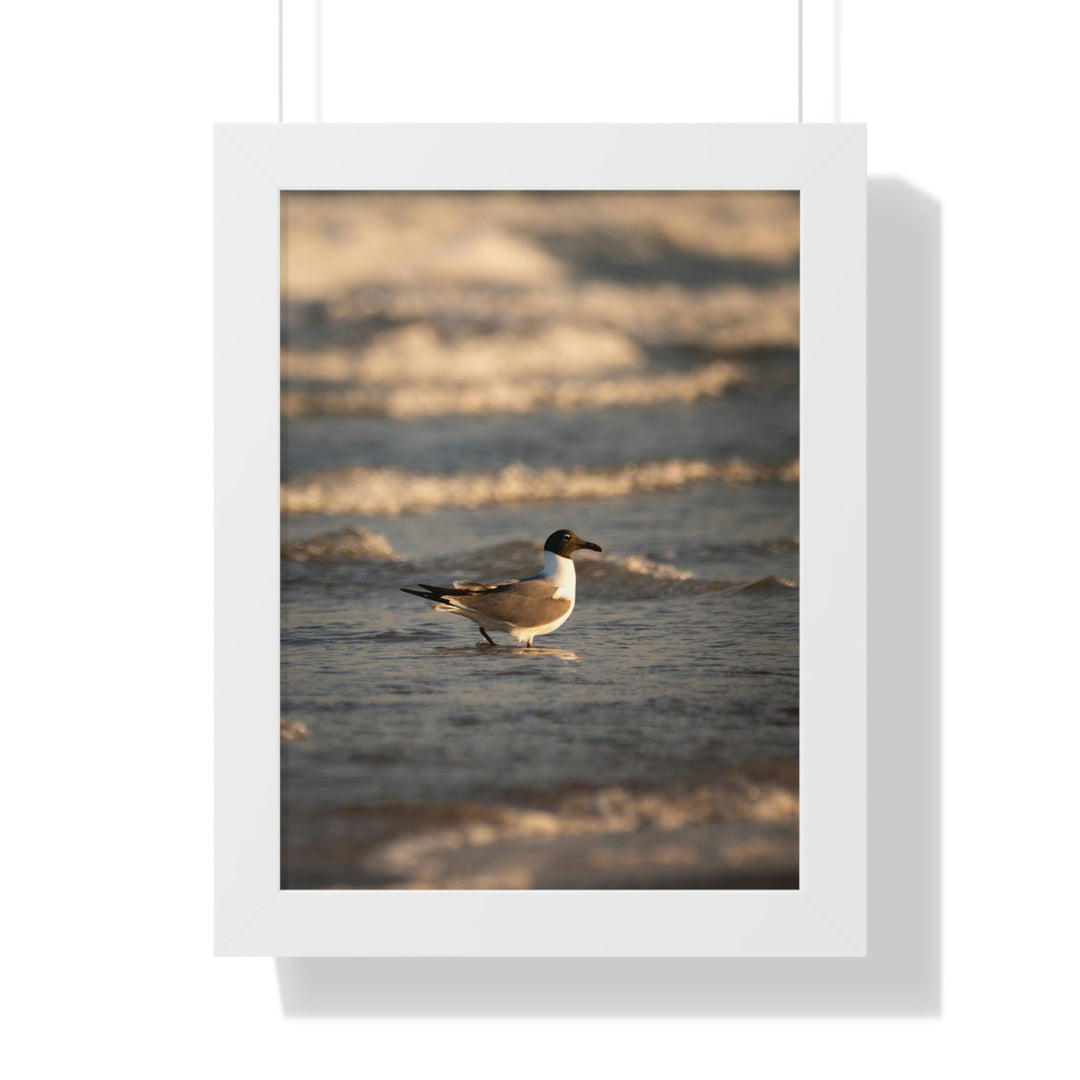 Laughing Gull in the Surf - Framed Print - Visiting This World