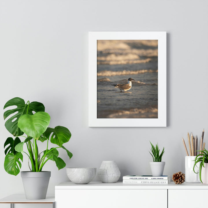 Laughing Gull in the Surf - Framed Print - Visiting This World