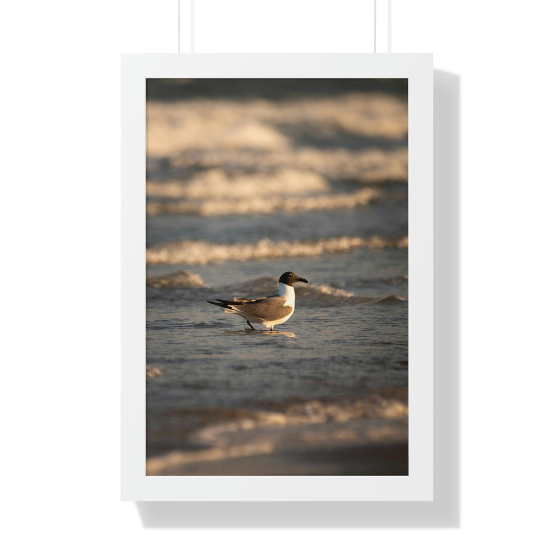 Laughing Gull in the Surf - Framed Print - Visiting This World