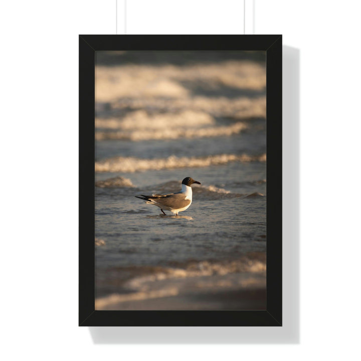 Laughing Gull in the Surf - Framed Print - Visiting This World