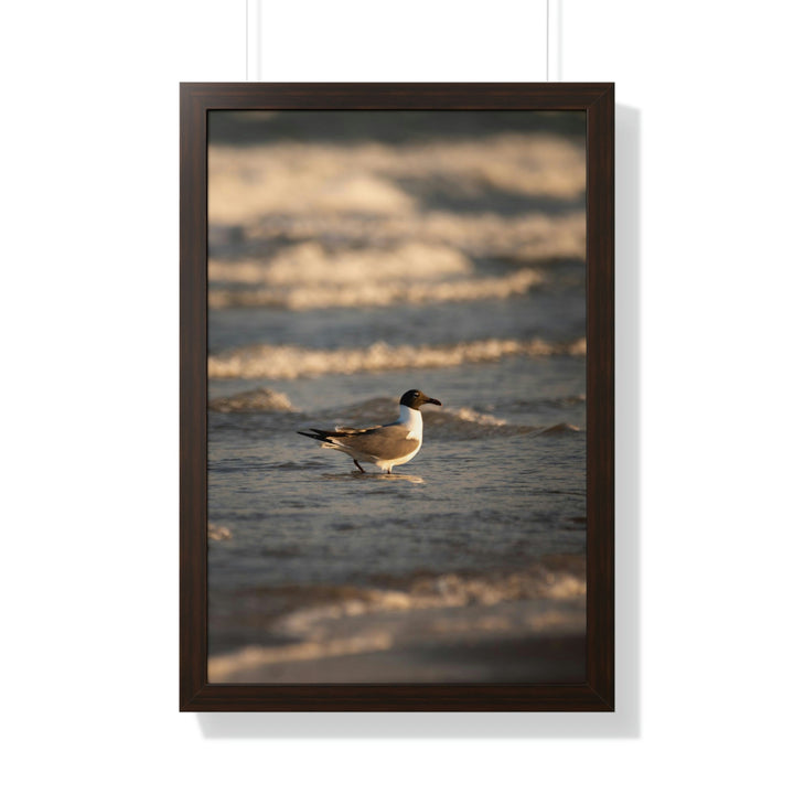 Laughing Gull in the Surf - Framed Print - Visiting This World