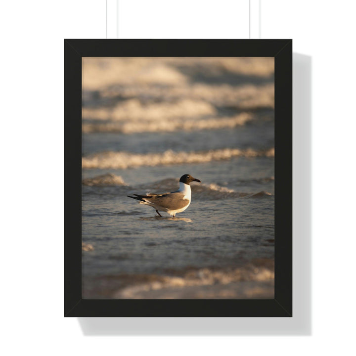 Laughing Gull in the Surf - Framed Print - Visiting This World