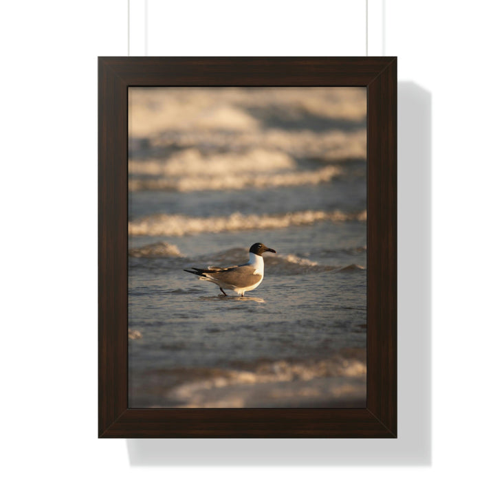 Laughing Gull in the Surf - Framed Print - Visiting This World