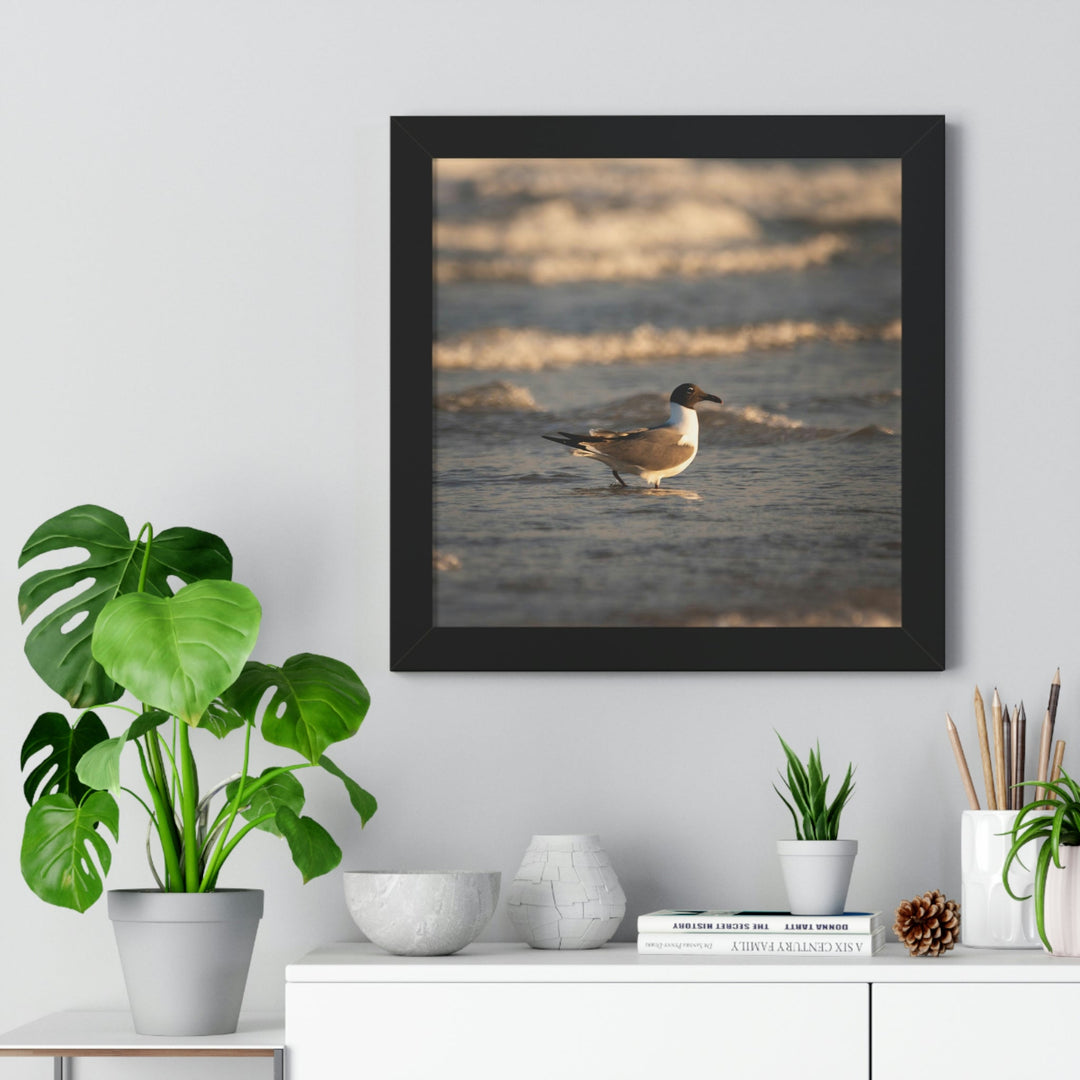 Laughing Gull in the Surf - Framed Print - Visiting This World