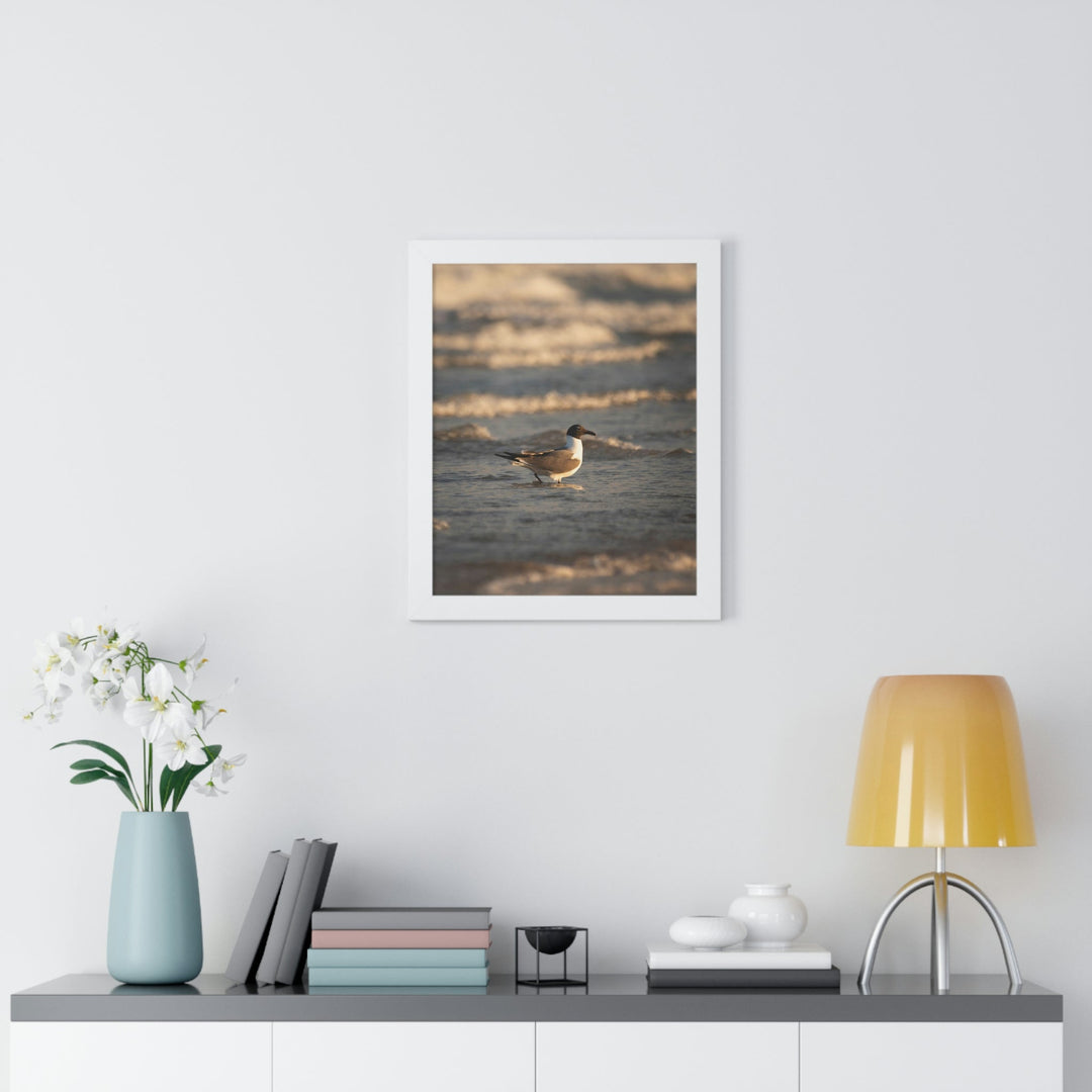 Laughing Gull in the Surf - Framed Print - Visiting This World