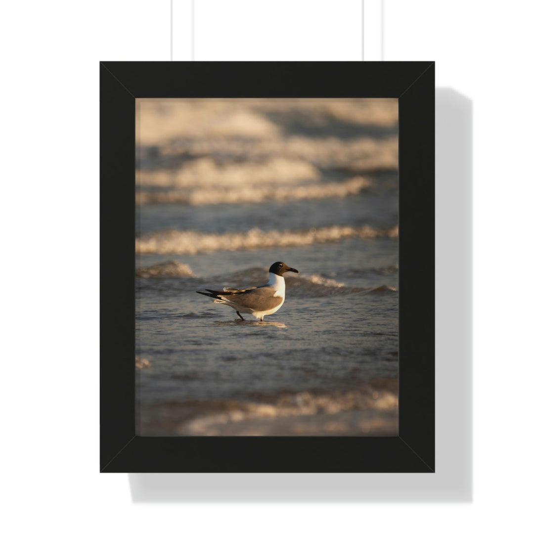 Laughing Gull in the Surf - Framed Print - Visiting This World