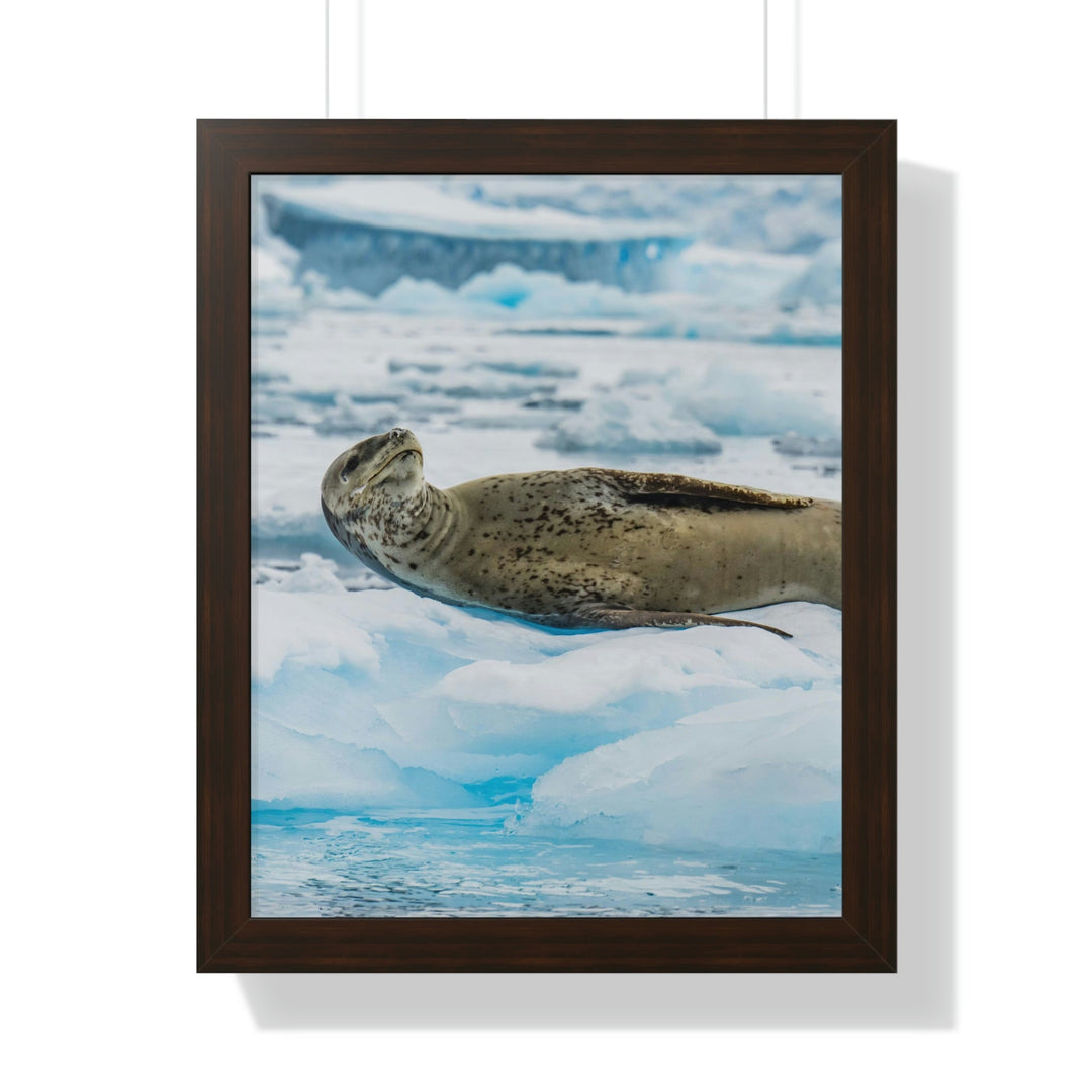 Leopard Seal Relaxing - Framed Print - Visiting This World