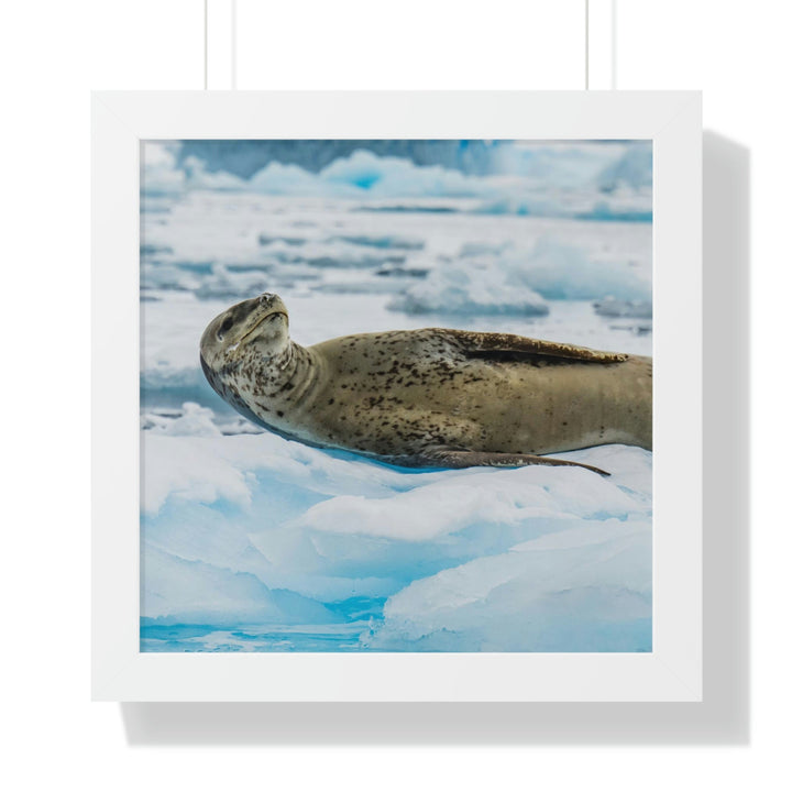 Leopard Seal Relaxing - Framed Print - Visiting This World