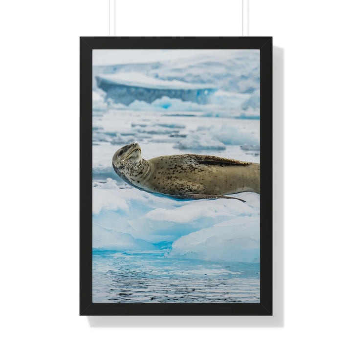 Leopard Seal Relaxing - Framed Print - Visiting This World