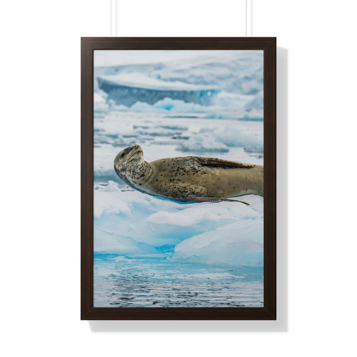 Leopard Seal Relaxing - Framed Print - Visiting This World