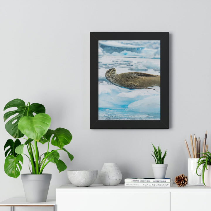 Leopard Seal Relaxing - Framed Print - Visiting This World