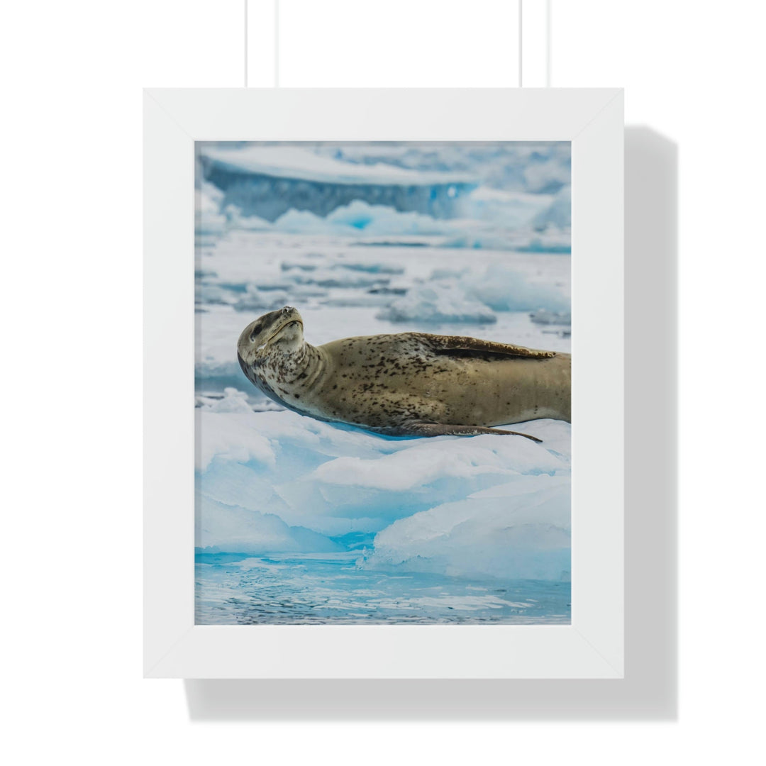 Leopard Seal Relaxing - Framed Print - Visiting This World