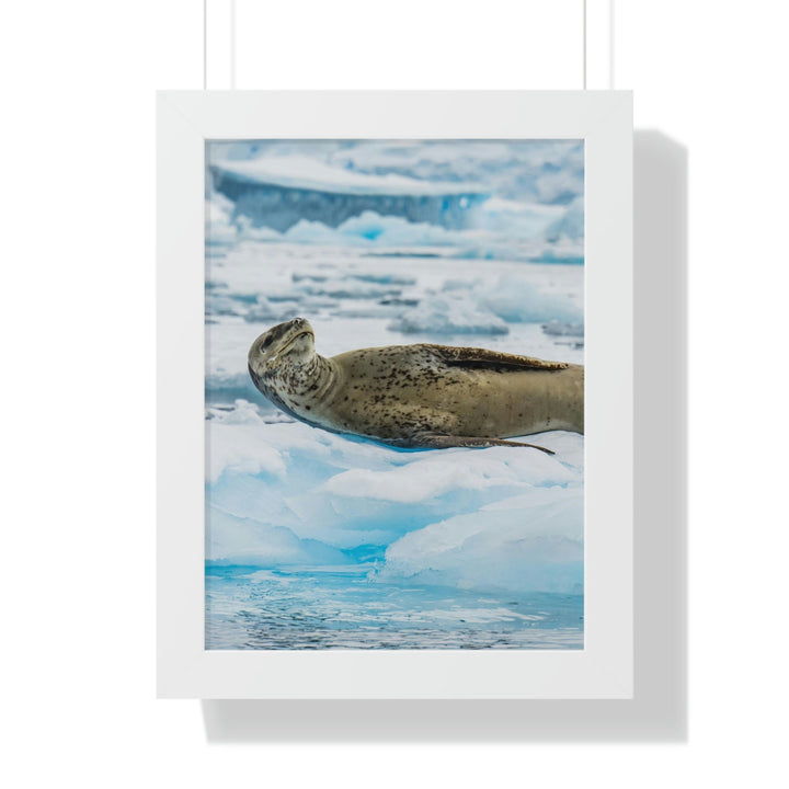 Leopard Seal Relaxing - Framed Print - Visiting This World