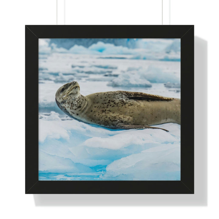 Leopard Seal Relaxing - Framed Print - Visiting This World