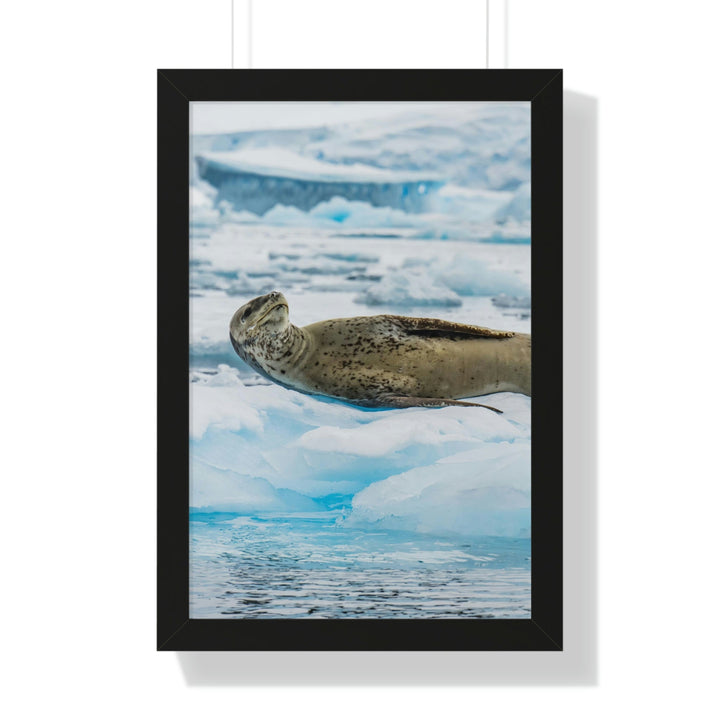 Leopard Seal Relaxing - Framed Print - Visiting This World