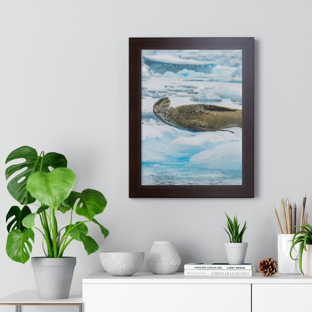 Leopard Seal Relaxing - Framed Print - Visiting This World