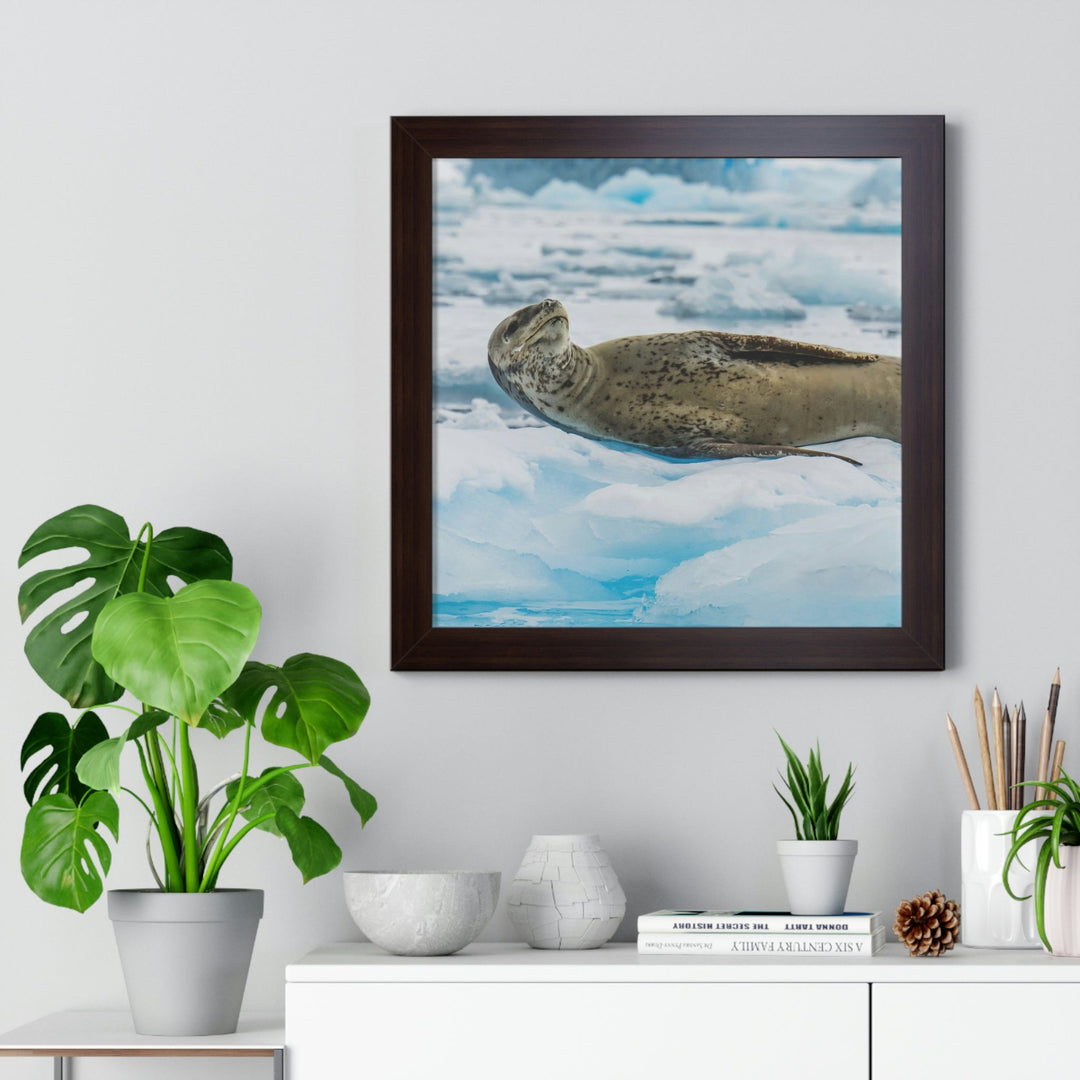 Leopard Seal Relaxing - Framed Print - Visiting This World