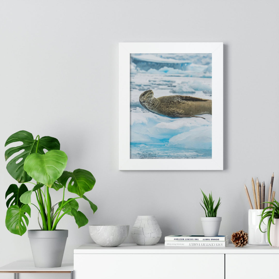 Leopard Seal Relaxing - Framed Print - Visiting This World