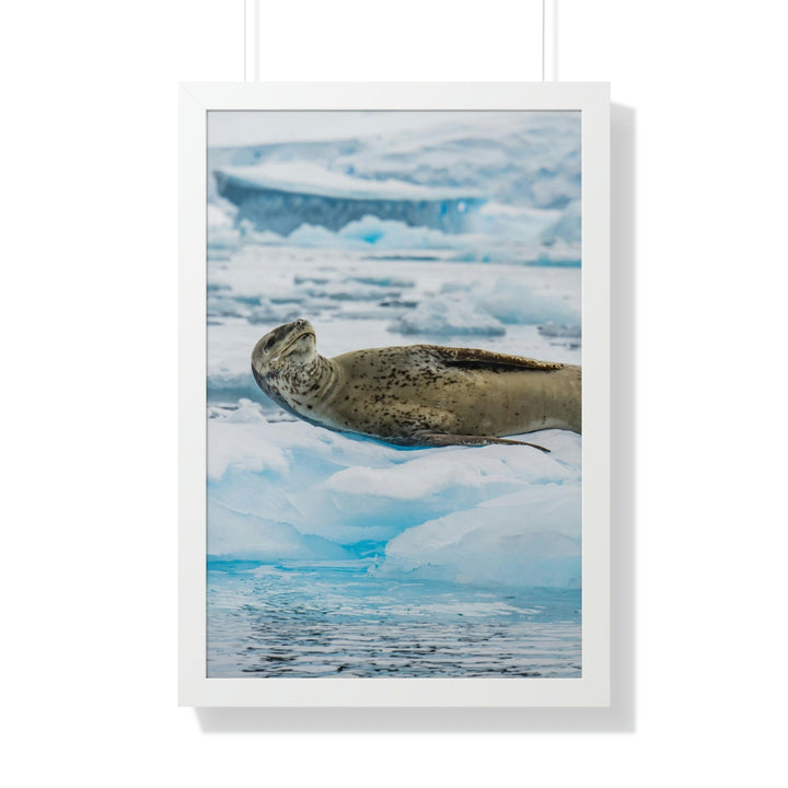 Leopard Seal Relaxing - Framed Print - Visiting This World