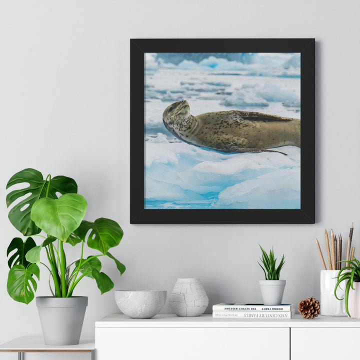 Leopard Seal Relaxing - Framed Print - Visiting This World