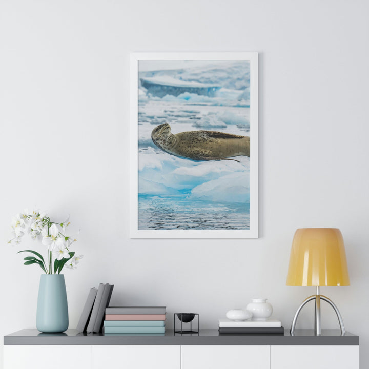 Leopard Seal Relaxing - Framed Print - Visiting This World