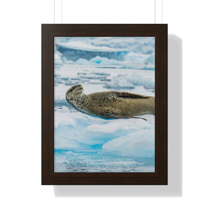 Leopard Seal Relaxing - Framed Print - Visiting This World