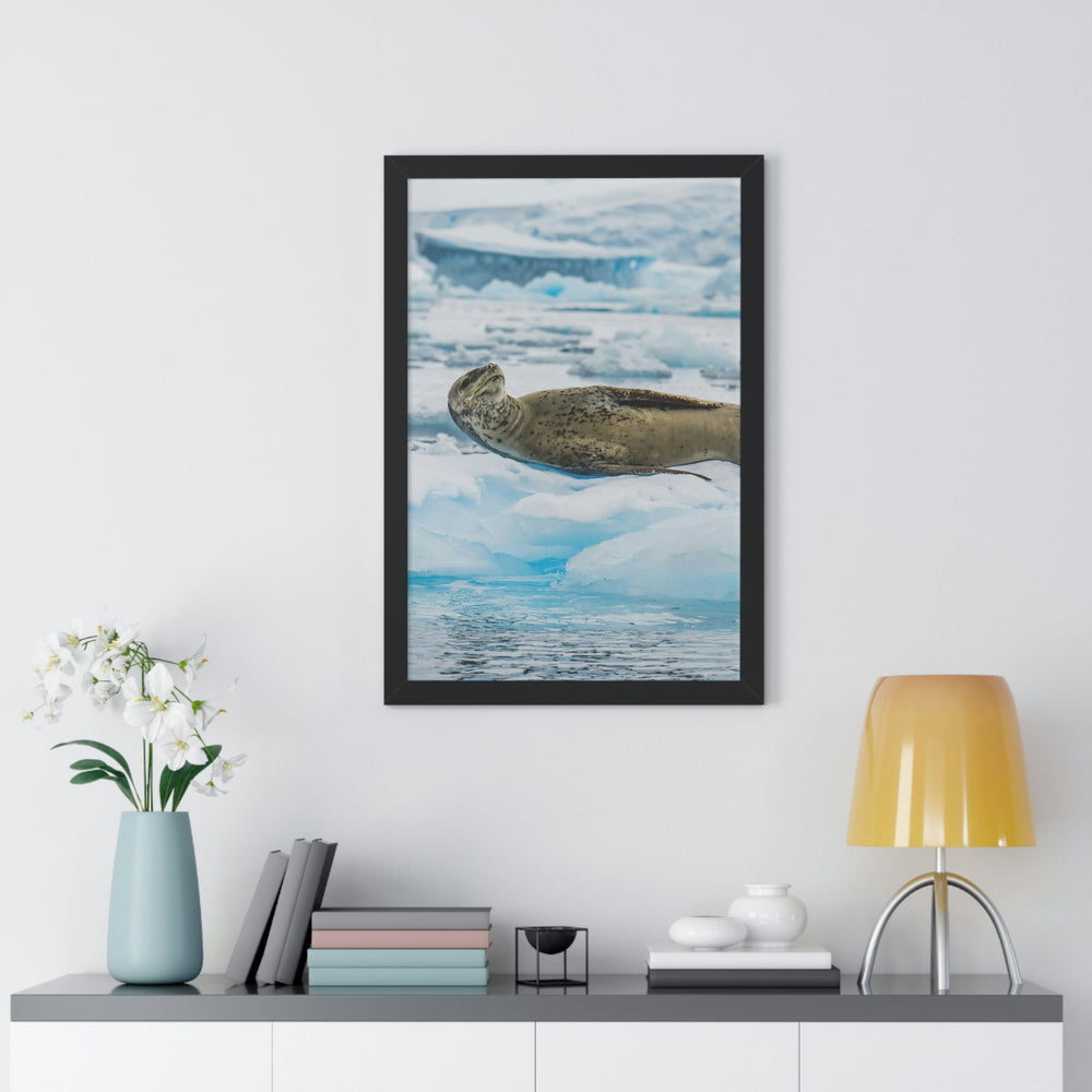 Leopard Seal Relaxing - Framed Print - Visiting This World