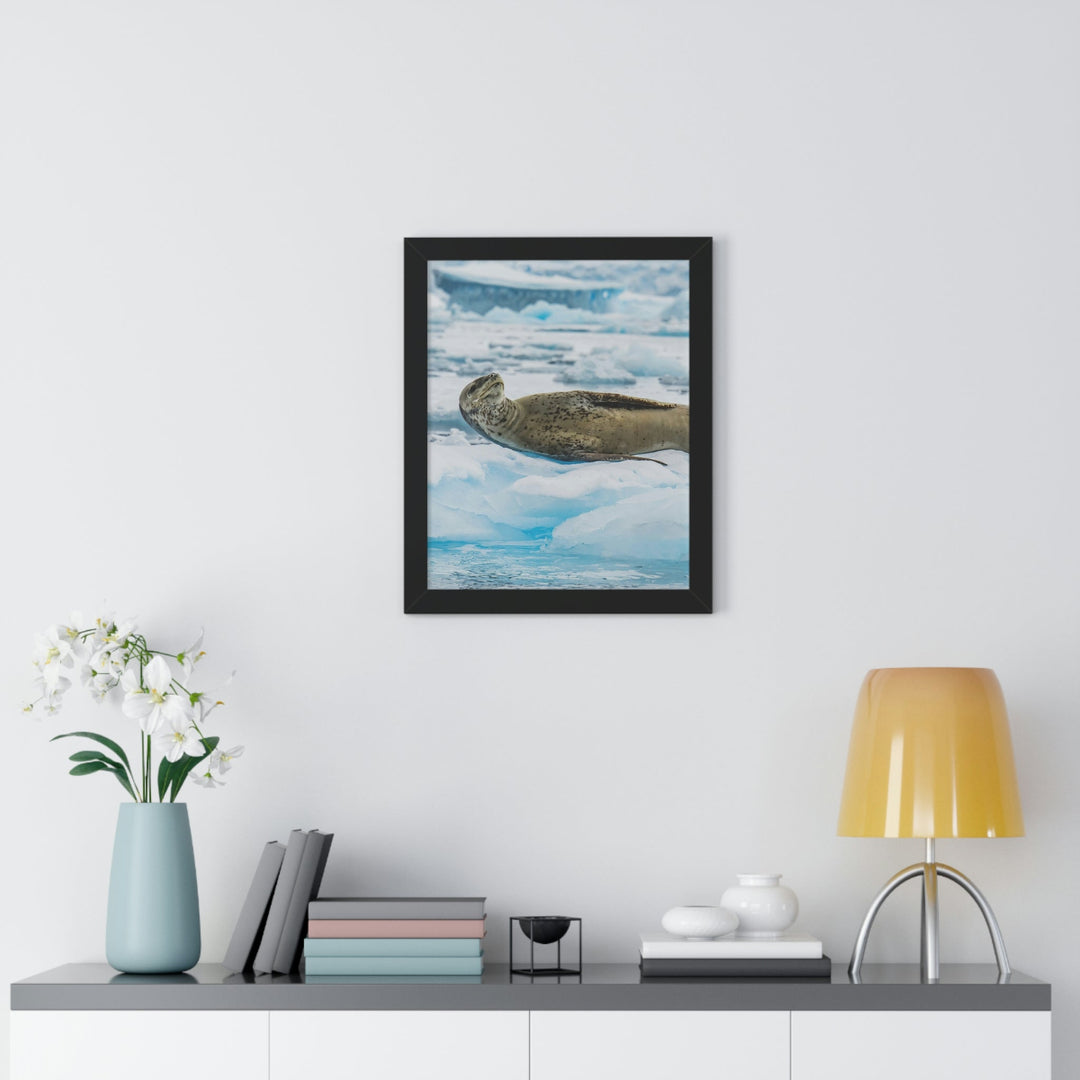 Leopard Seal Relaxing - Framed Print - Visiting This World