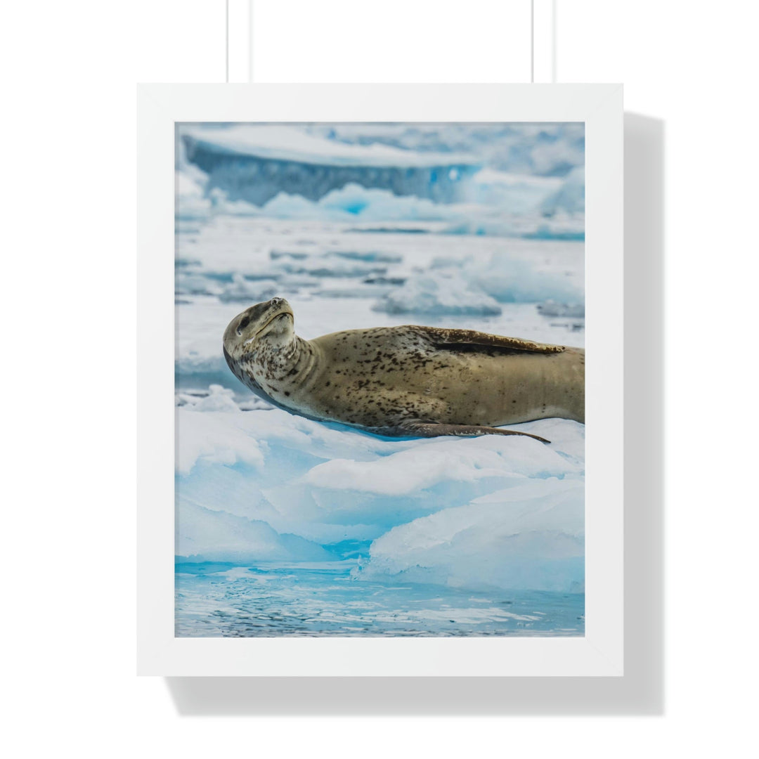 Leopard Seal Relaxing - Framed Print - Visiting This World