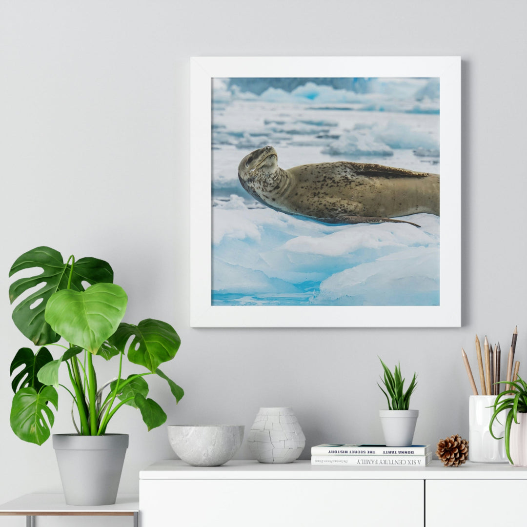 Leopard Seal Relaxing - Framed Print - Visiting This World