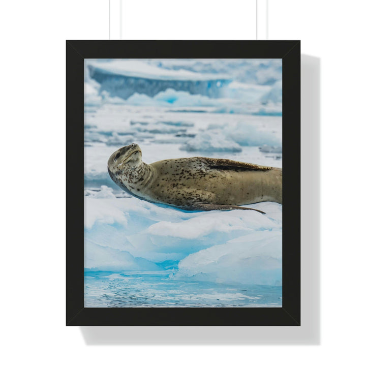 Leopard Seal Relaxing - Framed Print - Visiting This World