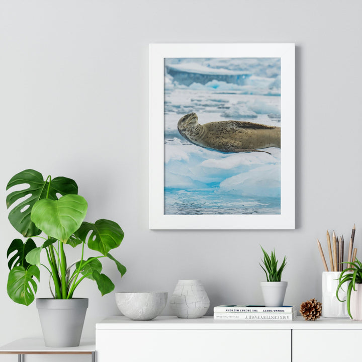 Leopard Seal Relaxing - Framed Print - Visiting This World