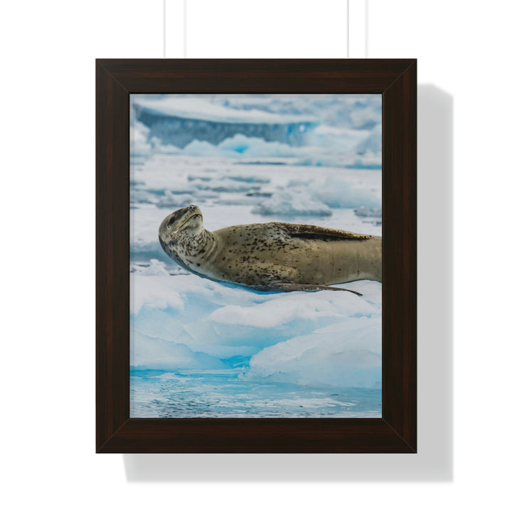 Leopard Seal Relaxing - Framed Print - Visiting This World