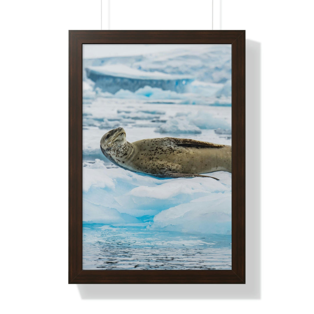 Leopard Seal Relaxing - Framed Print - Visiting This World