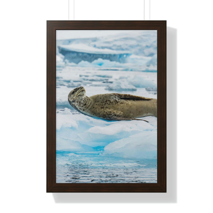 Leopard Seal Relaxing - Framed Print - Visiting This World