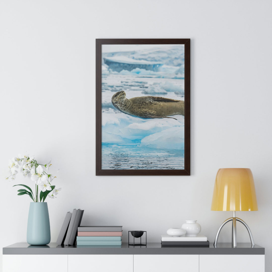 Leopard Seal Relaxing - Framed Print - Visiting This World