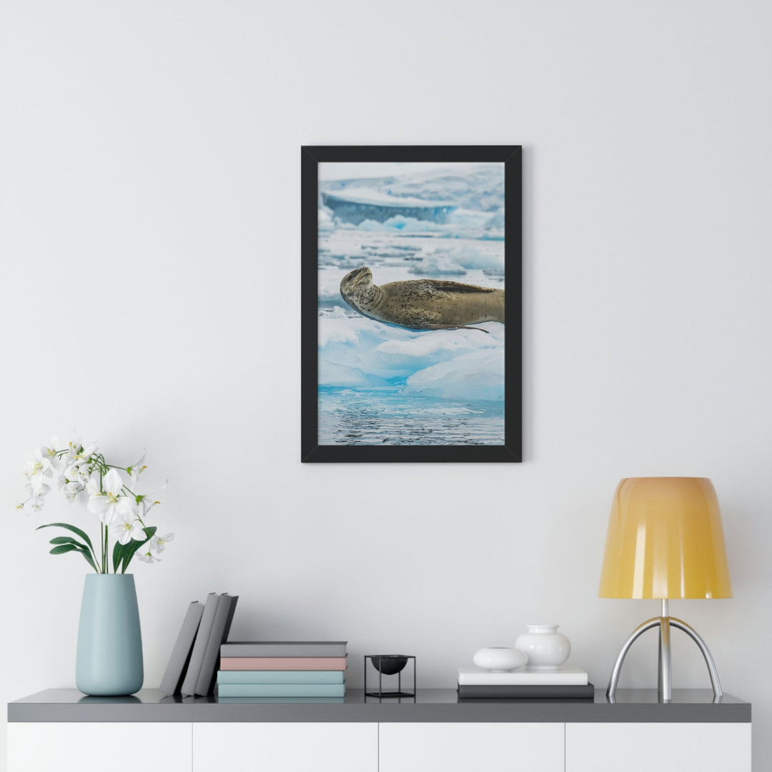 Leopard Seal Relaxing - Framed Print - Visiting This World