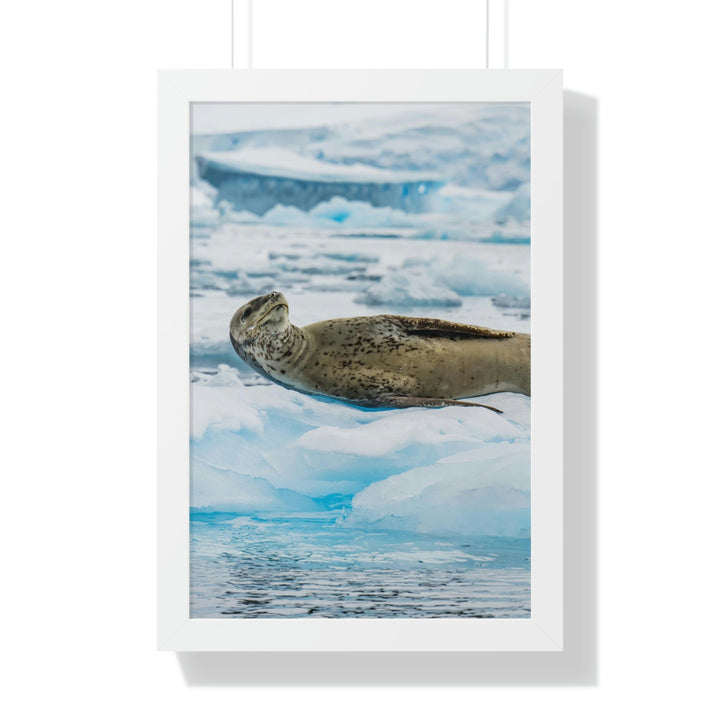 Leopard Seal Relaxing - Framed Print - Visiting This World