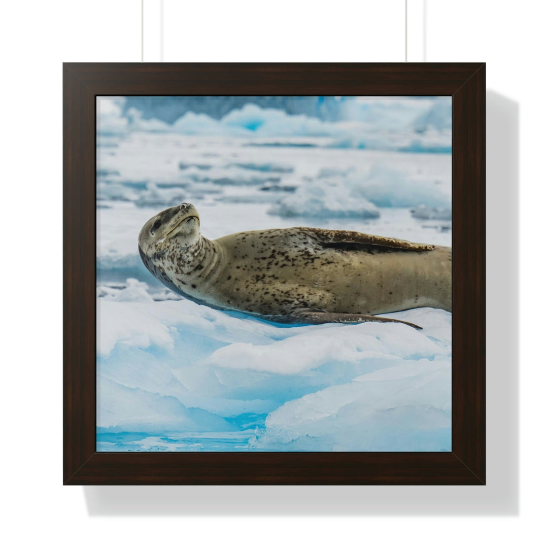 Leopard Seal Relaxing - Framed Print - Visiting This World