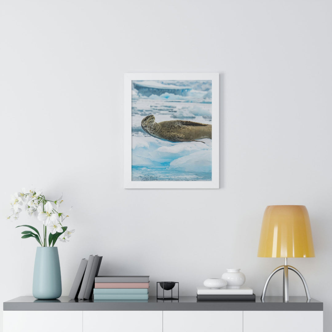 Leopard Seal Relaxing - Framed Print - Visiting This World