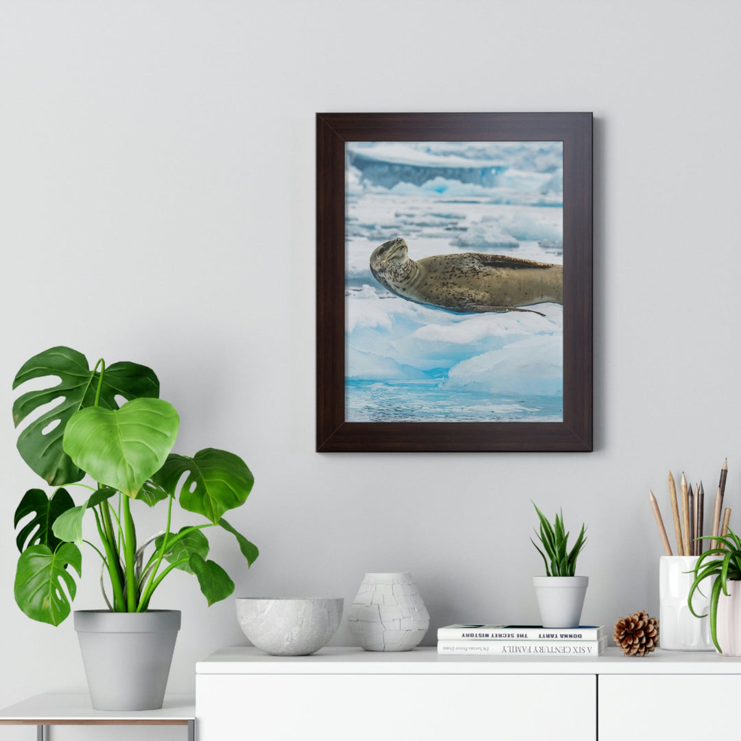 Leopard Seal Relaxing - Framed Print - Visiting This World