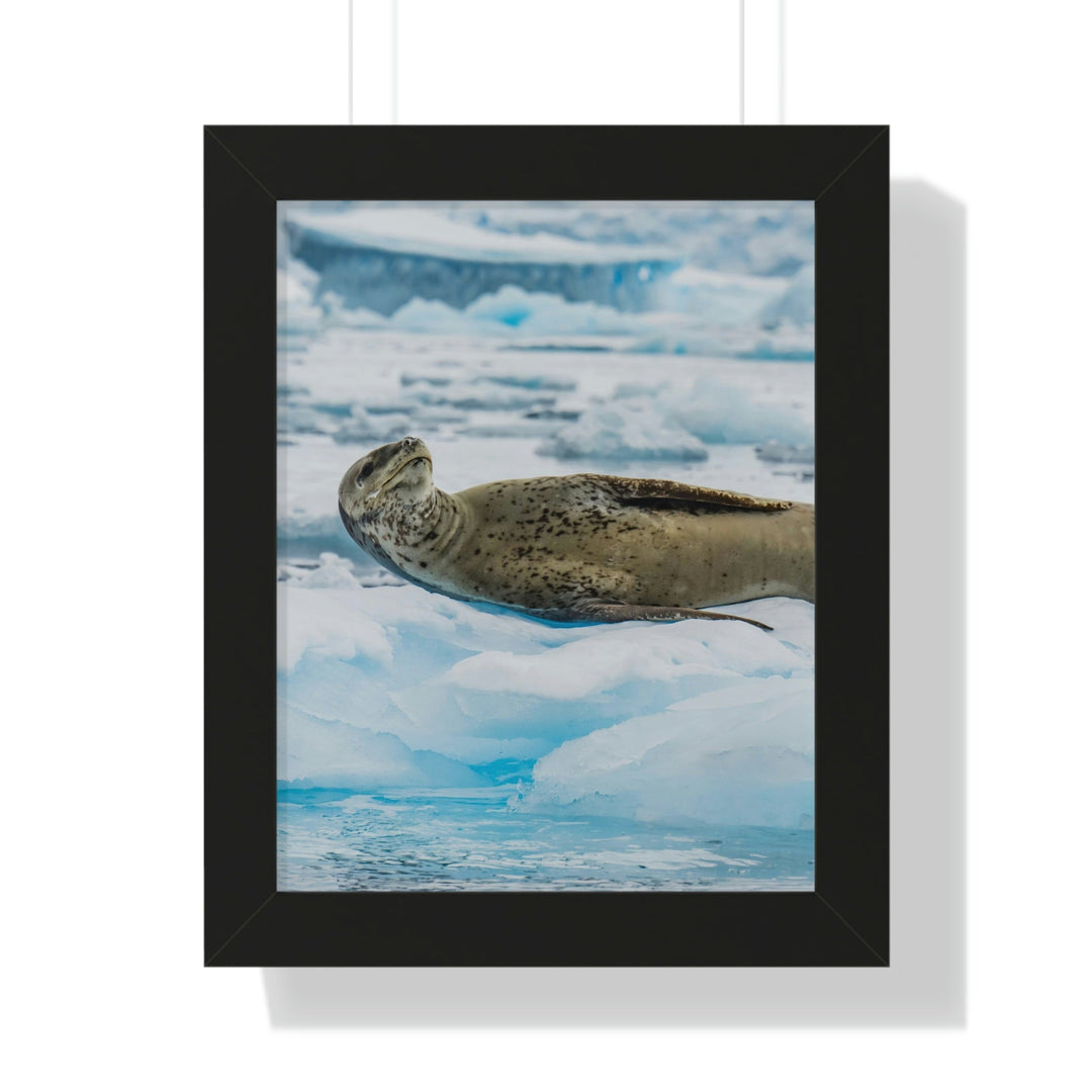 Leopard Seal Relaxing - Framed Print - Visiting This World