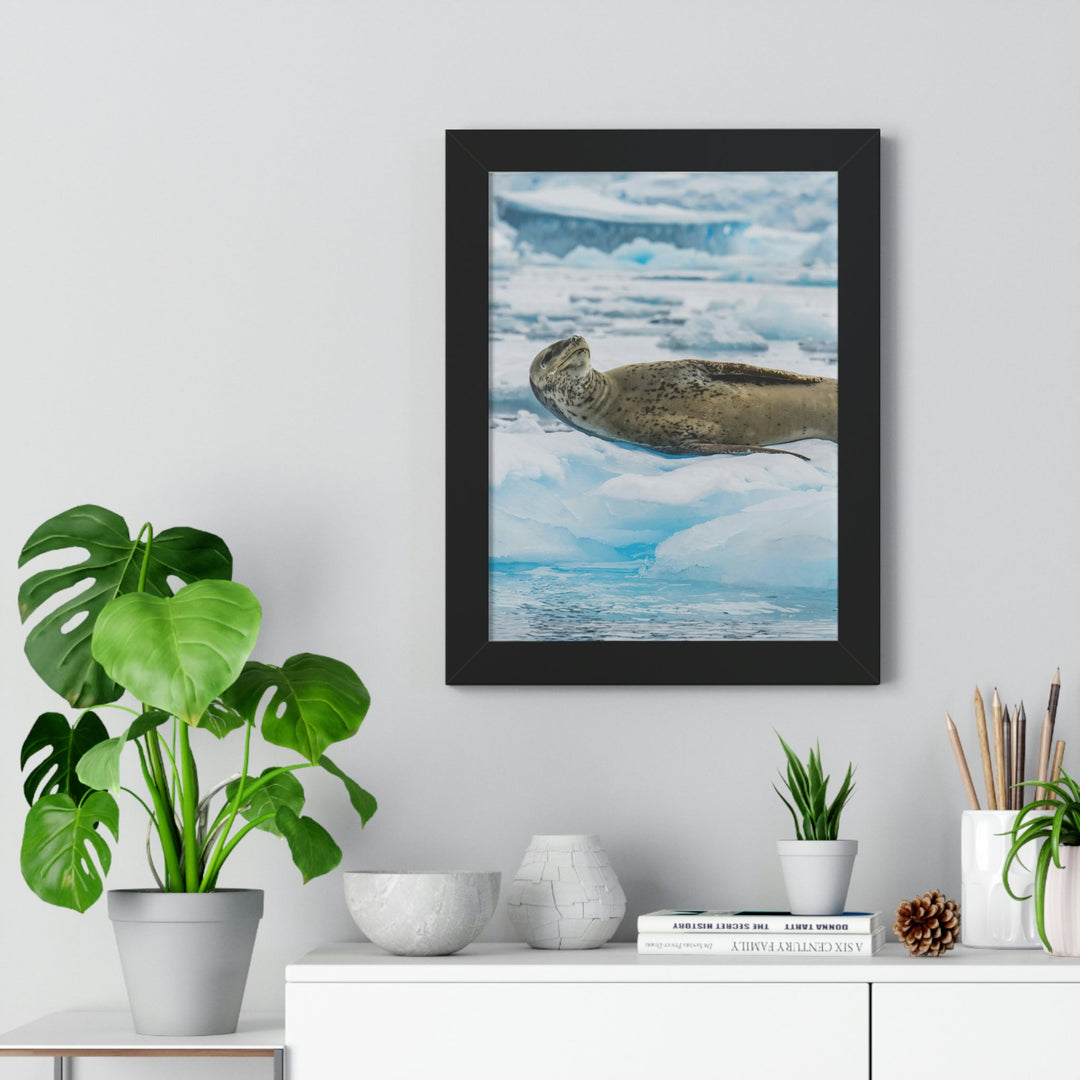 Leopard Seal Relaxing - Framed Print - Visiting This World