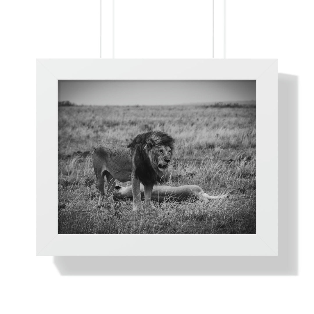 Mating Lions in Black and White - Framed Print - Visiting This World