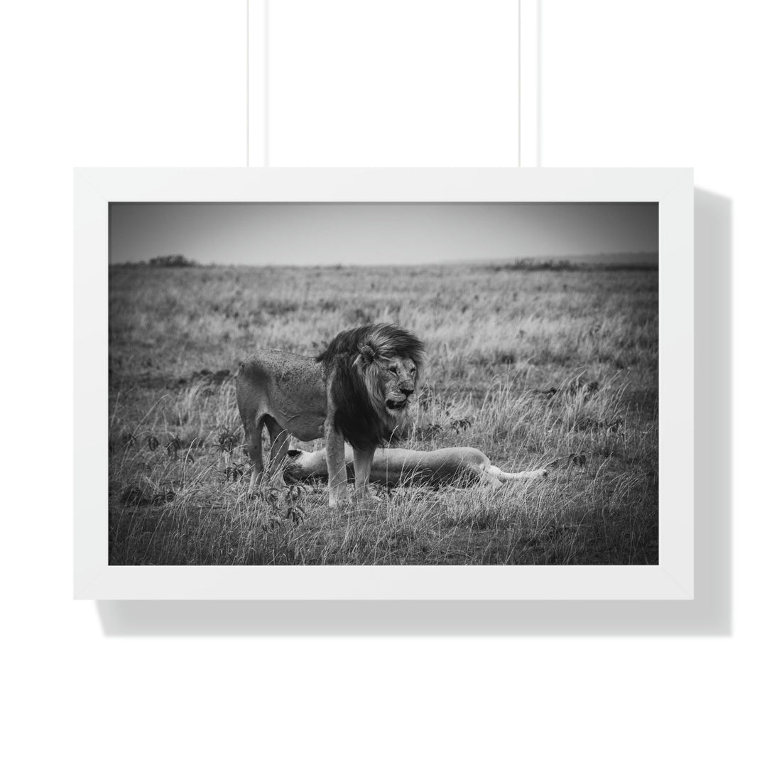 Mating Lions in Black and White - Framed Print - Visiting This World