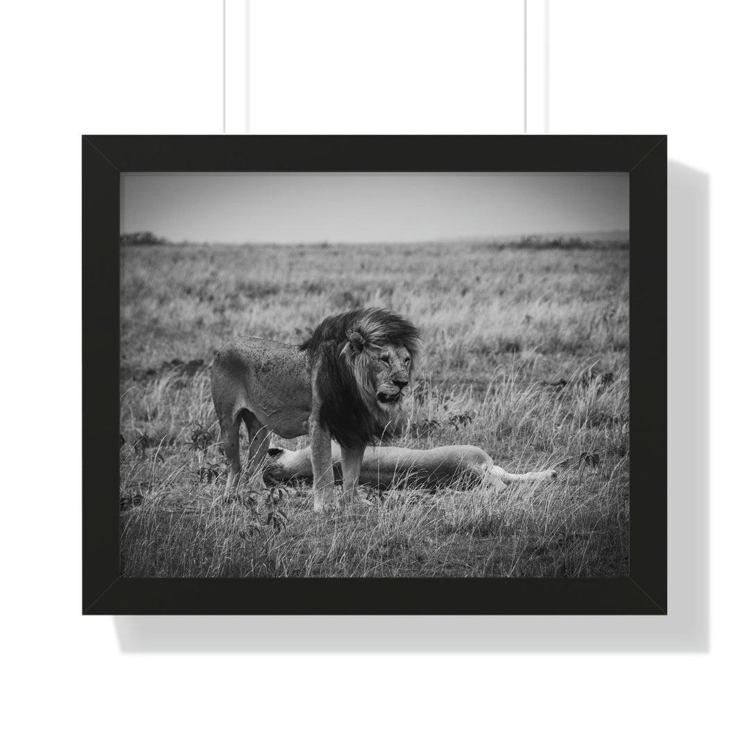 Mating Lions in Black and White - Framed Print - Visiting This World