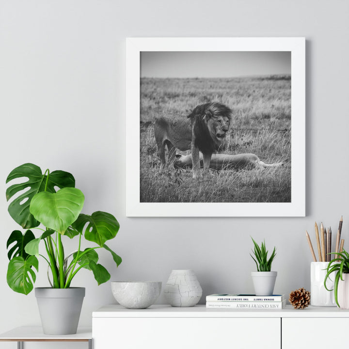 Mating Lions in Black and White - Framed Print - Visiting This World