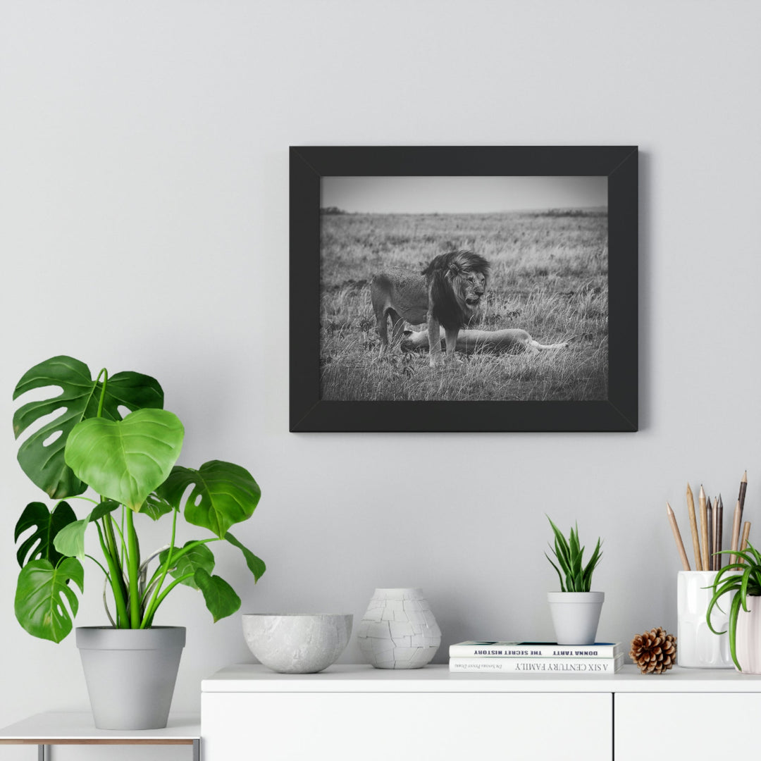 Mating Lions in Black and White - Framed Print - Visiting This World