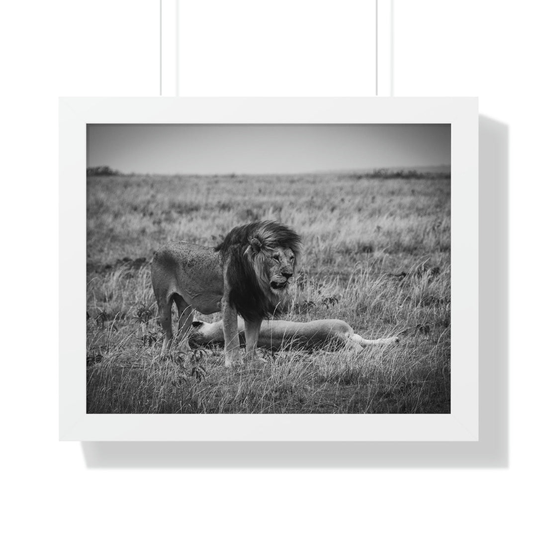 Mating Lions in Black and White - Framed Print - Visiting This World