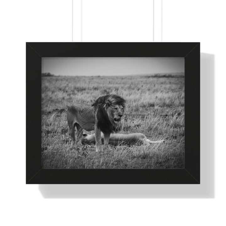 Mating Lions in Black and White - Framed Print - Visiting This World